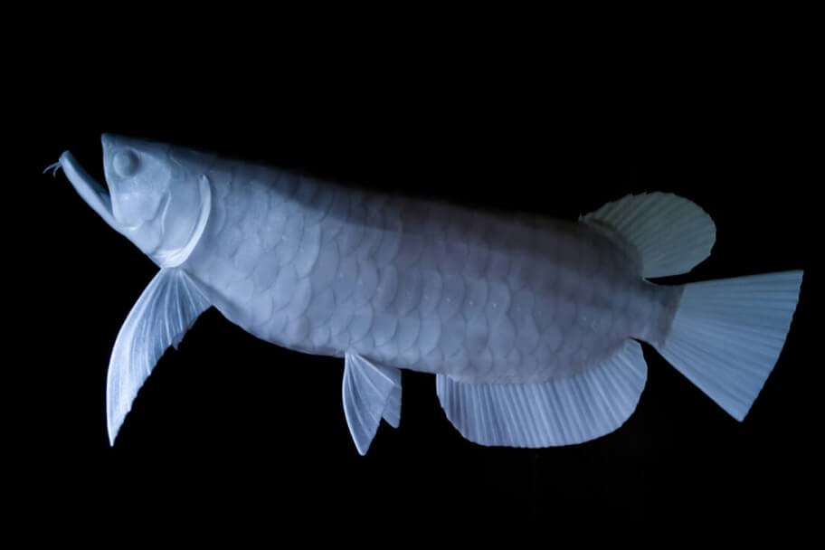 作品 永沢 敏晴